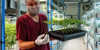 The holy herb: Medicinal cannabis farming in the Klein Karoo