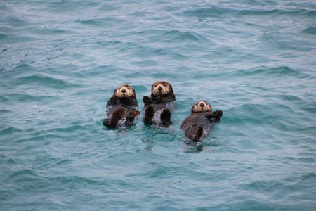 Sea otters demonstrate that there is more to muscle than just movement – it can also bring the heat