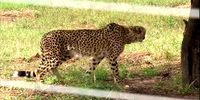 An African cheetah inside the quarantine facility in Kuno National Park in India. (Photo courtesy Wikimedia Commons)