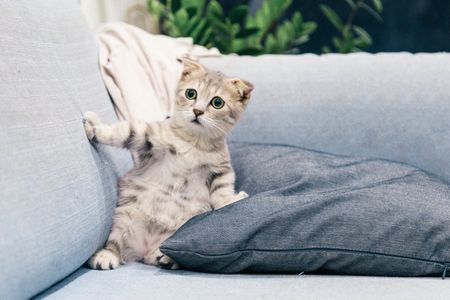 Why you should train your cat – and how to do it