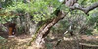 Shower in Platbos Forest. Image: Fiona Wakelin
