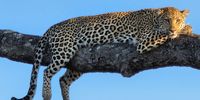 CAPTION: I am watching you! Leopard in Sabi Sands</p>
<p>CREDIT (Photographer): Conri Moolman