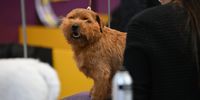 NEW YORK, NEW YORK - FEBRUARY 11: A dog is groomed backstage during the 149th Annual Westminster Kennel Club Dog Show – Junior Showmanship, Group Judging (Sporting, Working, Terrier) + Best in Show at Madison Square Garden on February 11, 2025 in New York City.  (Photo by Bryan Bedder/Getty Images for Westminster Kennel Club )