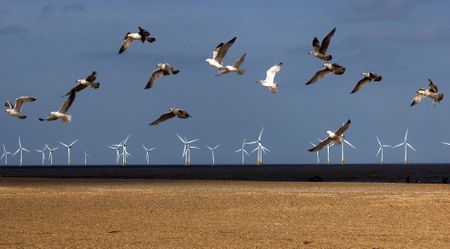 Hi-tech protection for birds at risk from SA’s wind turbine farms