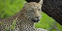  Up close and personal with most beautiful cat on earth - The Leopard, captured at Tanda Tula, Timbavati. Image: Photographer: Kelley Main