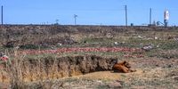A dog lies next to the road outside Salomao Carlos Macamo’s house in Mpumalanga. Trucks carrying coal can be seen driving from the mines to the main road. (Photo: Tshepiso Mabula ka Ndongeni)