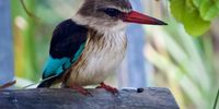 Brown- Hooded Kingfisher from my patio. Photographer: Lisa Frew<br>