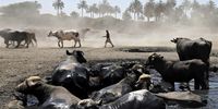 epaselect epa10041479 A shepherd watches his buffalos cool off in the scarce waters of Diyala River, which turned into pools of sewage water due to desertification and pollution, east of Baghdad, Iraq, 29 June 2022. Low rainfall and upstream damming in neighboring Iran and Turkey have led to drops in the Tigris and Euphrates water levels. The Iraqi Ministry of Agriculture warned that 90 percent of Iraqi agricultural land has been desertified or is at risk of desertification in the near future, due to climate change and water disputes with Iran and Turkey.  EPA-EFE/AHMED JALIL