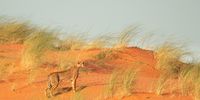 A cheetah using the the height of a dune to scout for breakfast. Photographer: Samuel Surdut