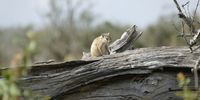 Cuteness, chilling in the morning Sun. Photographer: Bill Graham