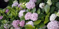 Ever green. A close-up of hydrangeas. Feature text available. (Photo by Gallo Images/Home)