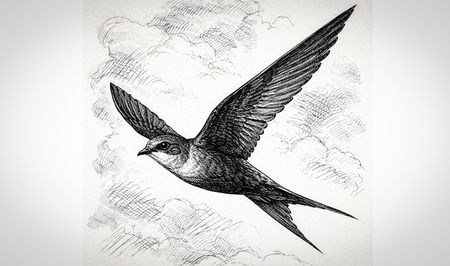 Collecting moments of grace from swifts in a time of war