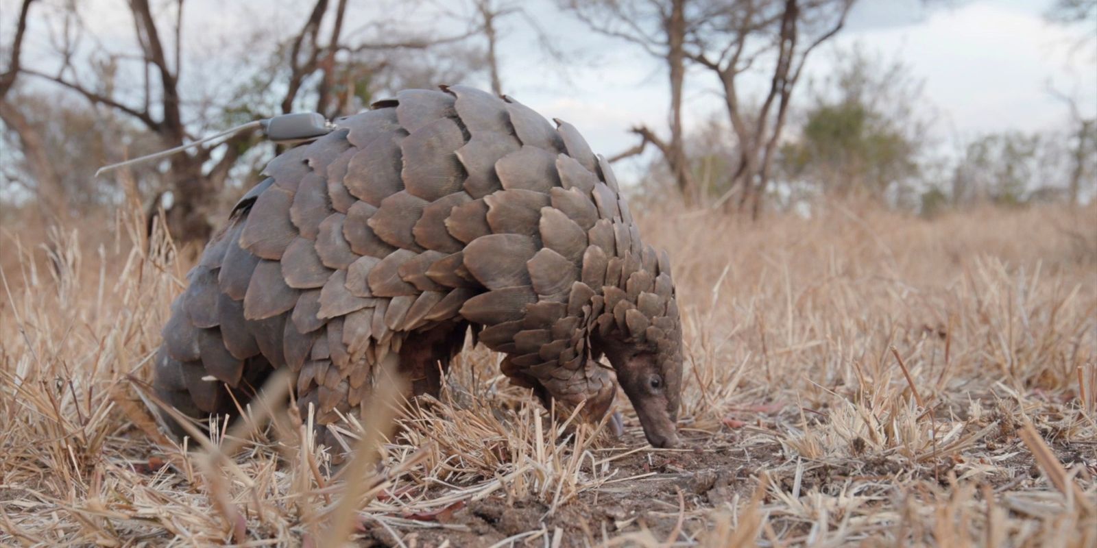 Plunder in the wild: We need to scale up on pangolin protection