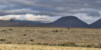 November Karoo Snow. Photographer: Brenda Murray
