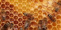 Is honey good for you? Can it speed recovery if you’re sick or injured?