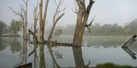 Mist on the Murray River - Gol Gol pub - NSW. Photographer: Nigel Findlay