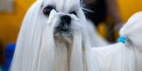 Photo Essay- Westminster Dog Show