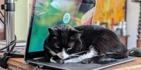 Summer keeping warm on a winter's work day. Photographer: Simon Gibb