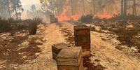 Beehives rescued from the Napier Mountain wildfire over the weekend. Photographer: Chris Nicklin
