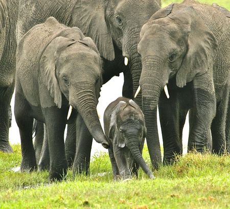 Kruger at 100 — the big questions about rhinos, elephants and park management