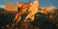 SA study reveals most dog fights happen at home and how to prevent it