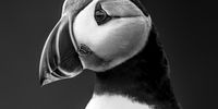 "Puffin Portrait". A monochrome portrait of an Atlantic Puffin, taken on Skomer Island in Wales, UK, in May 2021.<br> © Antonio Coelho, Portugal, Shortlist, Open, Natural World & Wildlife, 2022 Sony World Photography Awards