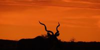 Northern Cape sunset – kudu walking. Photographer: Carole Lotz