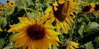 Sunflowers among other cover crops restore soils on a sugarcane farm in the KwaZulu-Natal Midlands.