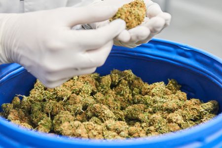 Toking issue: Lobbyists pick holes in cannabis possession bill