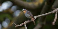 Are birds a gateway drug to something nefarious, like a sliver of happiness?