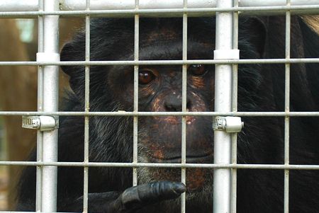 Libyan War's forgotten sufferers