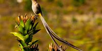 Cape Sugarbird. Photographer: Karin Linder</p>
<p>P4U_readersubmission_20250516