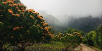 Winter in the Cape in Kirstenbosch gardens.<br>