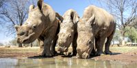Rhinos at John Hume’s farm in North West. (Photo: Gallo Images / Rapport / Conrad Bornman)