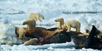 The misfortune of some brings happiness to others, and for these polar bears, the death of a whale in east Greenland heralded a royal feast. Attracted by the smell, more than sixty bears were recorded in the area. However, their behaviour was almost benevolent, possibly due to the abundance of food. (Photo:  Estebane Rezkallah, France, Winner, Open Competition, Natural World & Wildlife, 2025 Sony World Photography Awards)