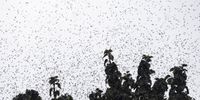Lovebugs fly in the sky at the top of Mount Gyeyang in Incheon, South Korea, 03 July 2025. Parts of the Seoul metropolitan area have recently been affected by swarms of a previously unheard-of insect, named 'lovebug', with residents suffering inconvenience as the bugs get into their homes.  EPA/JEON HEON-KYUN