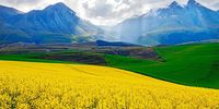 Bread & Wine: When the wheat stops paying (Part Four)