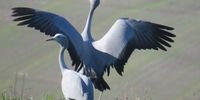 <br>CAPTION: Shall we dance? Blue cranes Overberg</p>
<p>CREDIT:Jane Turner