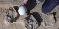 epaselect epa10400985 Israel Antiquities Excavation Manager Lauren Davis holds an example of a complete ostrich egg next to 4,000-year-old ostrich eggs fragments that were found in Nitzana sands in the Negev desert near the border with Egypt, southern Israel, 12 January 2023. Eight fragments of 4,000-year-old ostrich eggs were found during archaeological excavations by the Antiquities Authority.  EPA-EFE/ABIR SULTAN