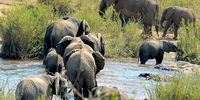 Conservation needs less doom and more doing, says world-leading ecologist