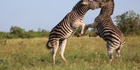 Zebra Duel, 28 March 2021, East of Mopani, Kruger National Park.