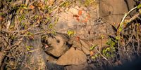 Young elephant eating in central Kruger National Park, Limpopo, 6 August 2024. (Photo: Julia Evans)