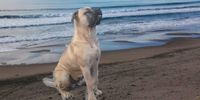 Jockeyboy on the beach.