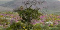 Abundance in the Little Karoo after the recent rains contrasted with the dry seasons in the dry Ghwarri branches. Photographer: Gerhard Swiegers