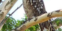  Spotted Eagle Owl, Nelspruit. Image: Derek Reynish