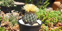 A cactus showing succulents how to bloom. Image: Reinet Ferreira