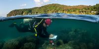 RAYONG, THAILAND - JANUARY 31: A marine biologist from the Department of Marine and Coastal Resources performs a reef assessment to check for signs of impact after the sighting of an oil slick was reported near Koh Samet island on January 31, 2022 in Rayong, Thailand. Thailand's Pollution Control Department said 180,000 – 200,000 liters of crude oil from a pipeline spill south of the city of Rayong is expected to wash up on beaches in the Khao Laem Ya–Mu Koh Samet Marine National Park. Beaches in the tourist island of Koh Samed are also expected to be badly hit. The Island, which is a popular weekend beach getaway for Bangkok residents, has been battered by hardships arising from Covid-19 and now faces the oil leak disaster at a delicate time when many locations in Thailand are re-opening fully to tourism. (Photo by Sirachai Arunrugstichai/Getty Images)