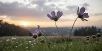 epa09069726 Cosmos flowers are seen as the sun rises over Delta Park in Johannesburg, South Africa, 12 March 2021. The flowers are early signs of the shift from summer to autumn.  EPA-EFE/KIM LUDBROOK