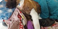 Sky’s agonising final days — police dog’s death triggers scrutiny of SAPS animal care