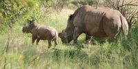 A picture of the 'new look' rhinos. Sad but perhaps it will help save them from human stupidity.<br>Taken in the Pilanesberg National Park.